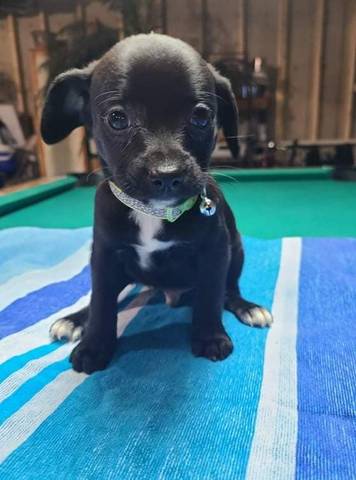 Kayce, adopted