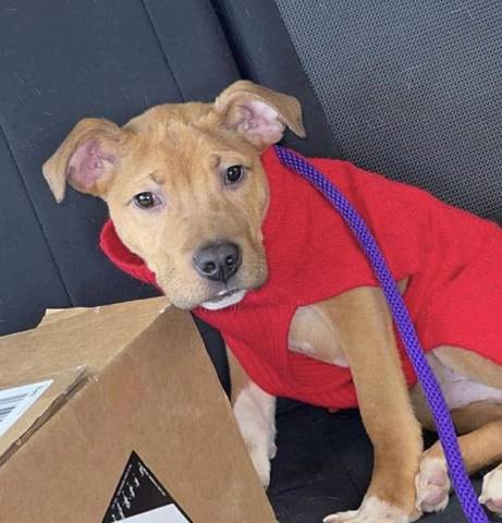 Yukon, adopted