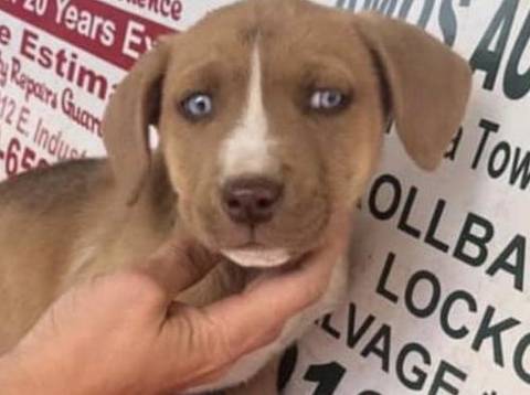 Kinley, adopted