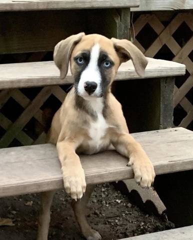 Kali, adopted