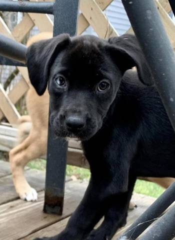 Kaya, adopted