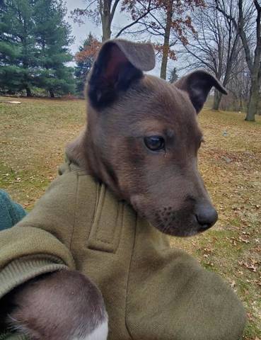 Belle, adopted