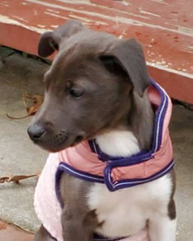 Jasmine, adopted