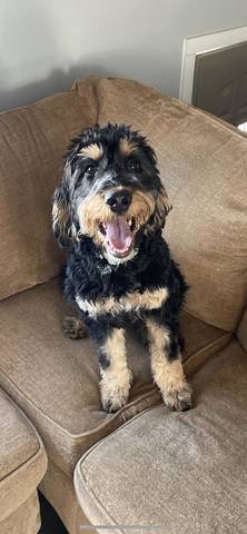 Lily, adopted