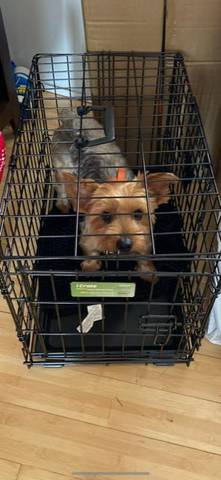 Rex, adopted
