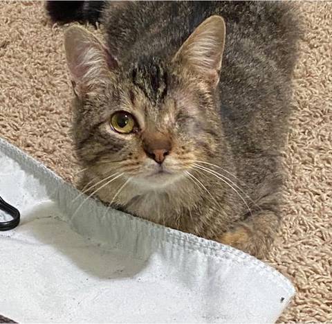 Ash, adopted