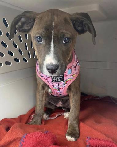 Kimber, adopted