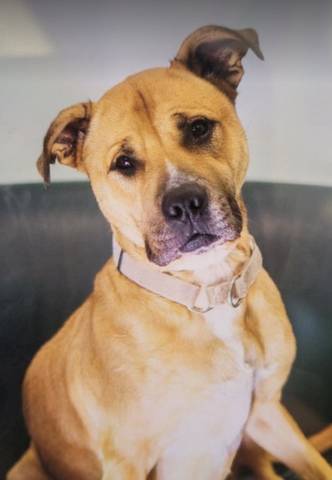 Pebbles, adopted