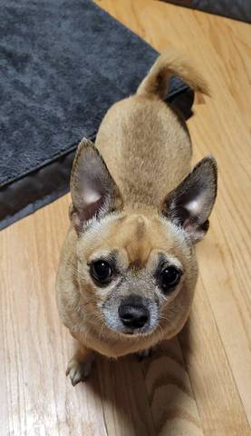 Minnie, adopted