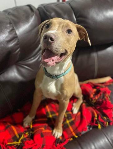 Maverick, adopted