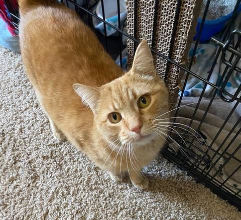 Pete, adopted