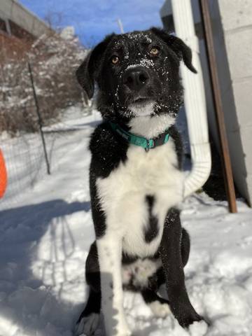 Oreo, adopted