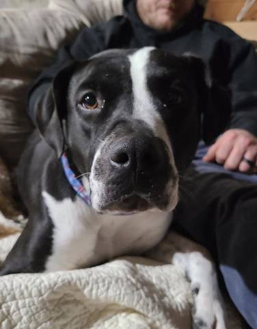 Ruby (pitty), adopted