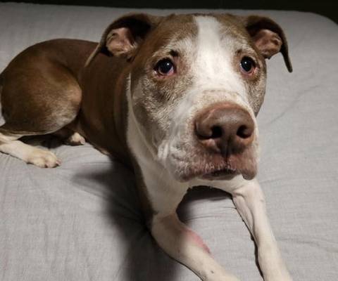 Winston, adopted