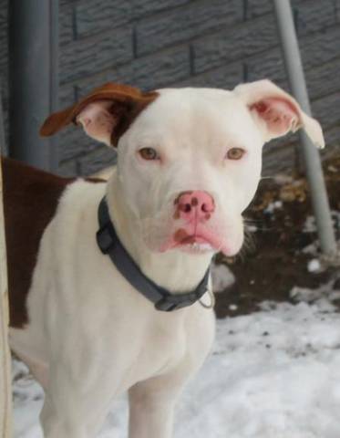 Wes, adopted