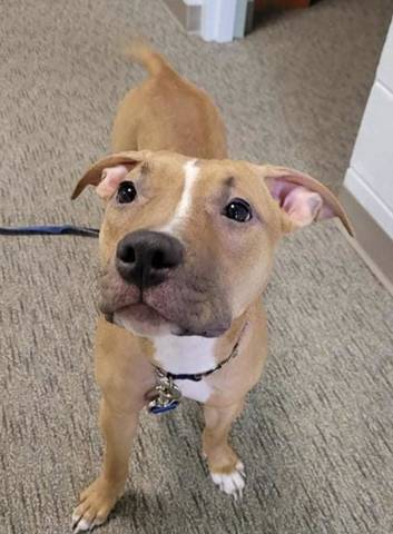 Kinsley, adopted