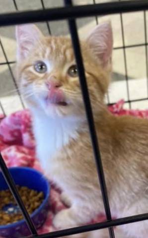 Leo, adopted