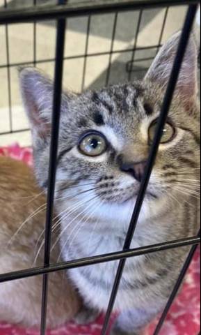 Teddy, adopted