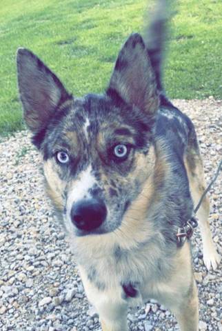 Ruby (husky/Aussie), adopted