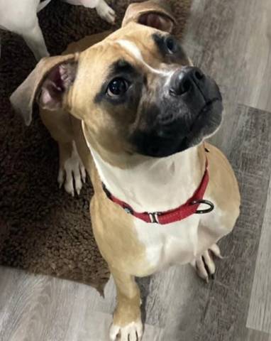 Luna VP, adopted