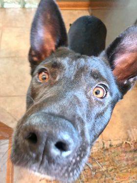 Abner, adopted