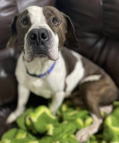 Fletcher, adopted