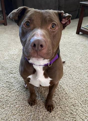 Reuben, adopted