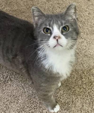 Temperance, adopted