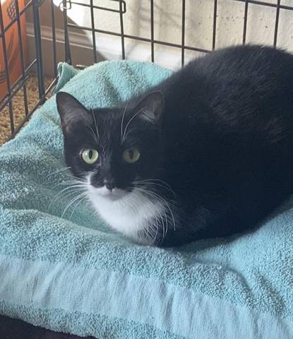 Zelda, adopted
