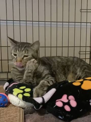 Max, adopted