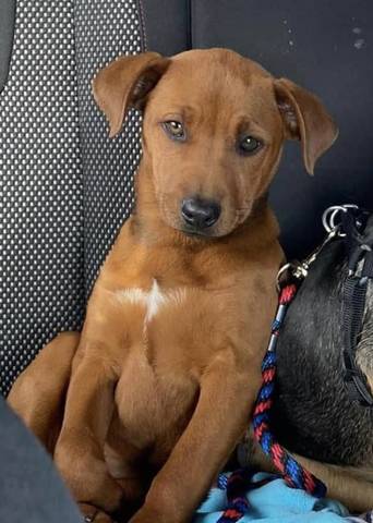 Stormie, adopted