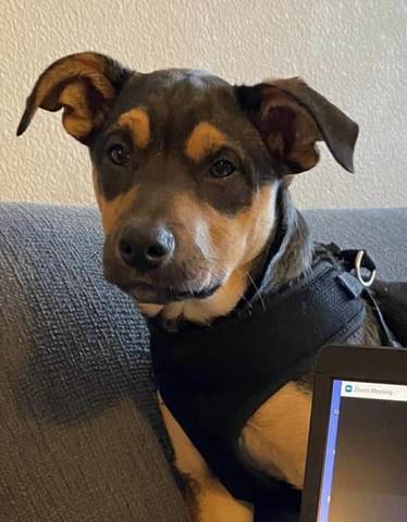 Bowie, adopted