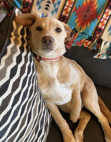 Junie, adopted