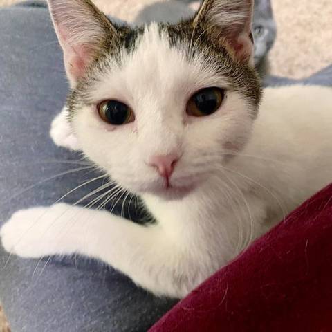 Quinn, adopted