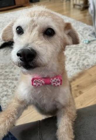 Honey, adopted