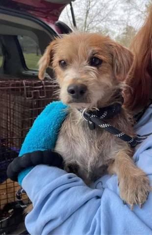 Elvis, adopted
