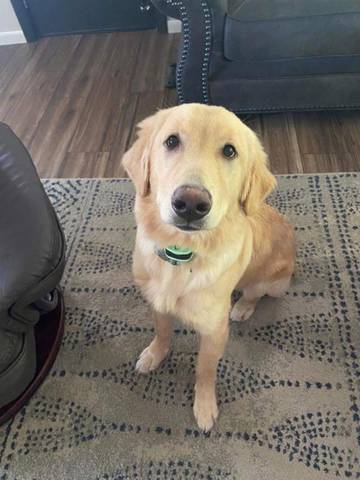 Baylor, adopted