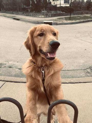 Chase, adopted