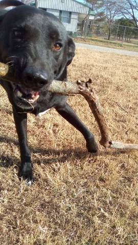 Buddy, adopted