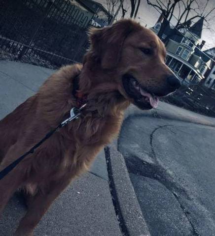 Kenzi, adopted