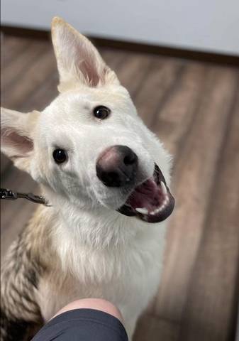 Moon, adopted