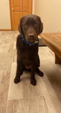 Moose, adopted