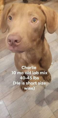 Charlie, adopted