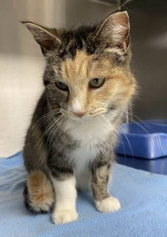Orangey, adopted