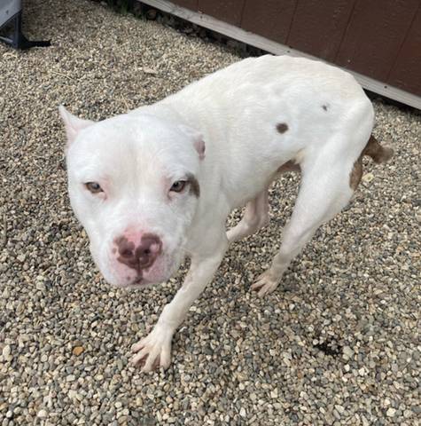 Cupid, adopted