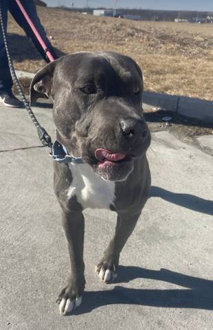 Beefcakes, adopted