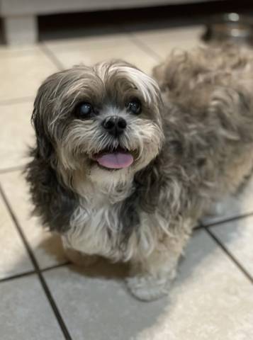 Pebbles, adopted