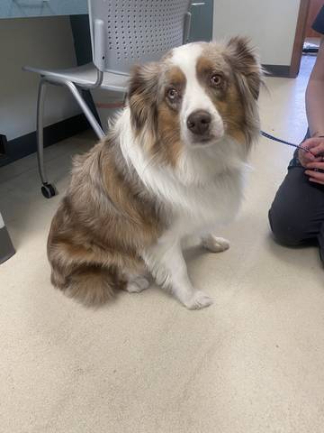 Murphy, adopted