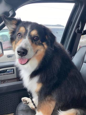 Sydney, adopted