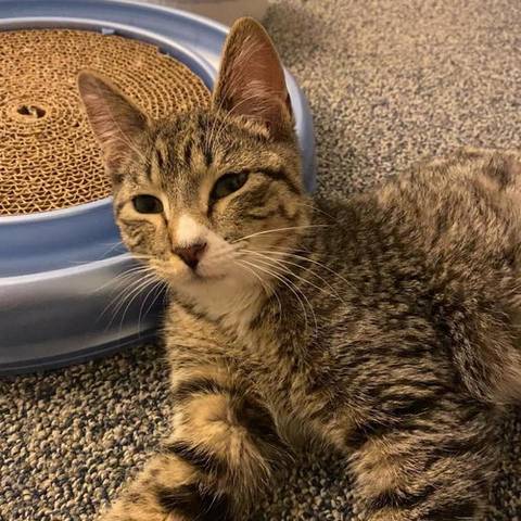 Elmer, adopted